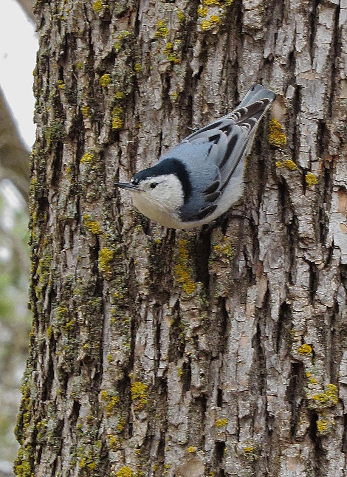 White-breasted Nuthatch Photo by Kent Jensen