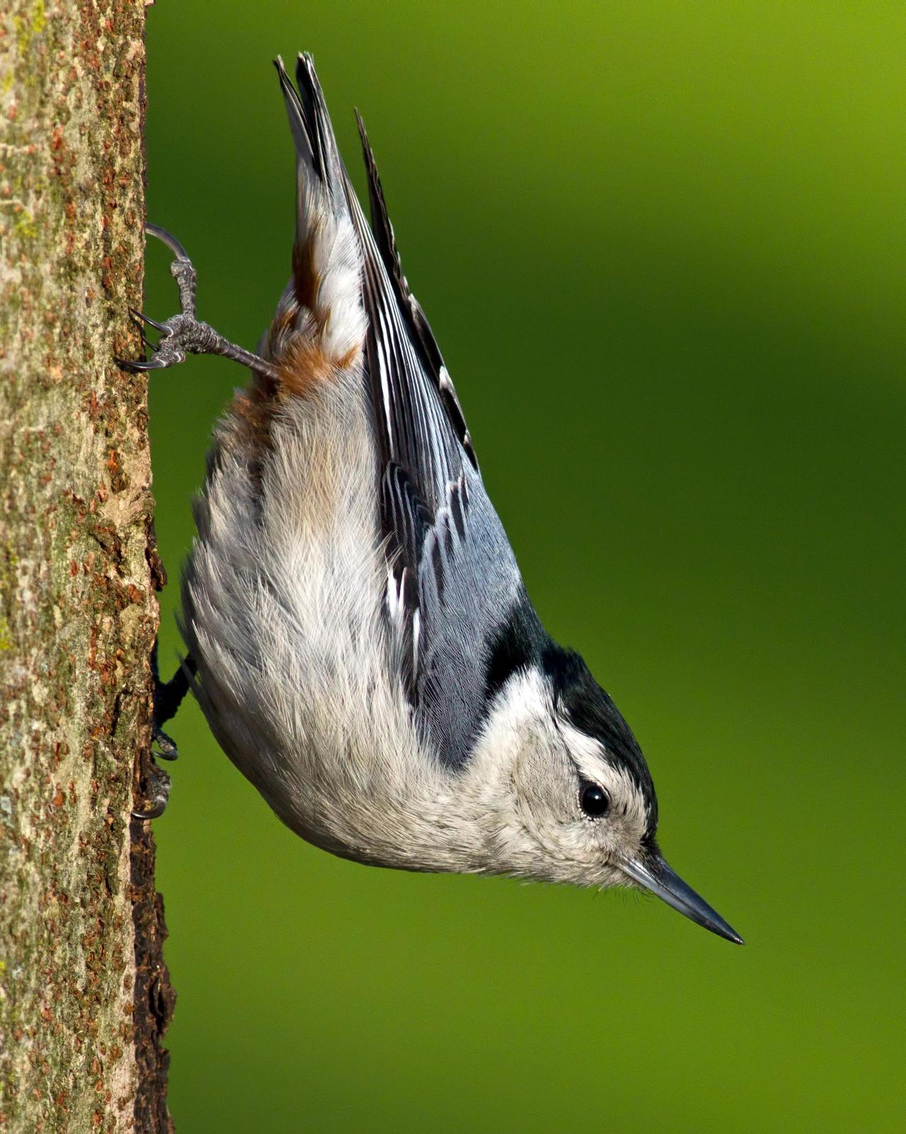White-breasted Nuthatch Photo by Rob Dickerson