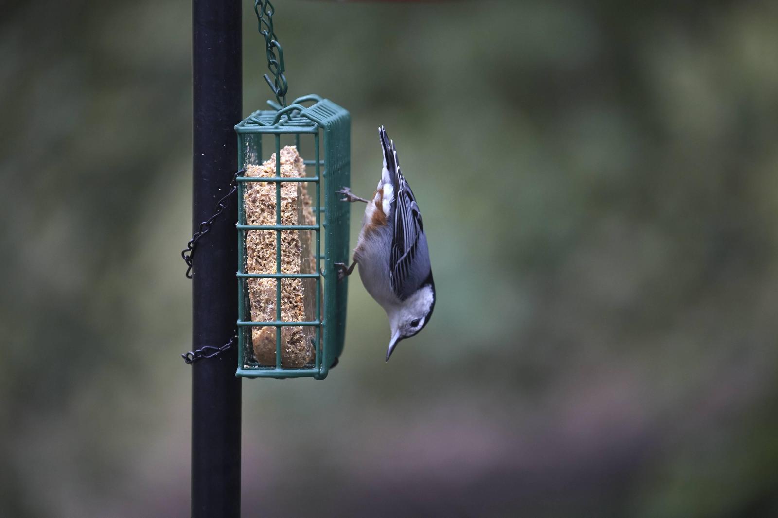 White-breasted Nuthatch Photo by Eric Eisenstadt