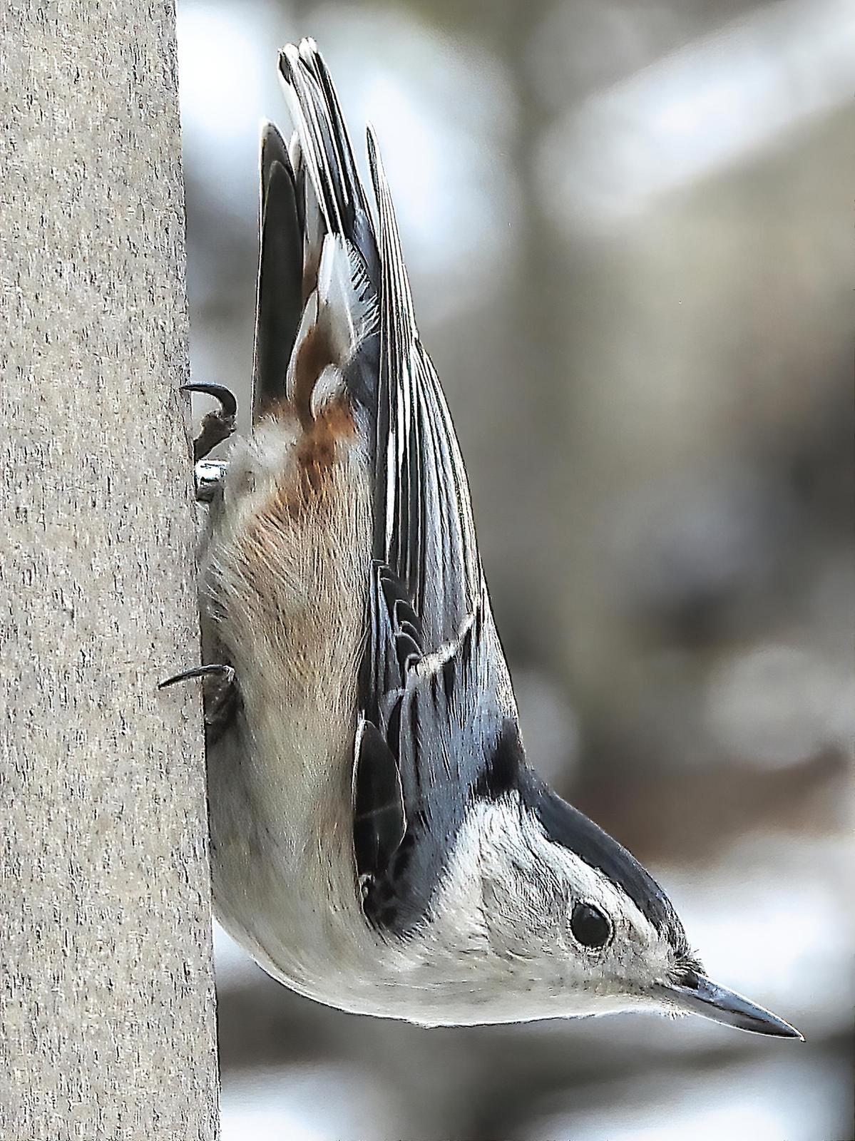 White-breasted Nuthatch Photo by Dan Tallman