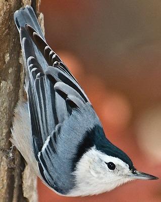 White-breasted Nuthatch Photo by Pete Myers