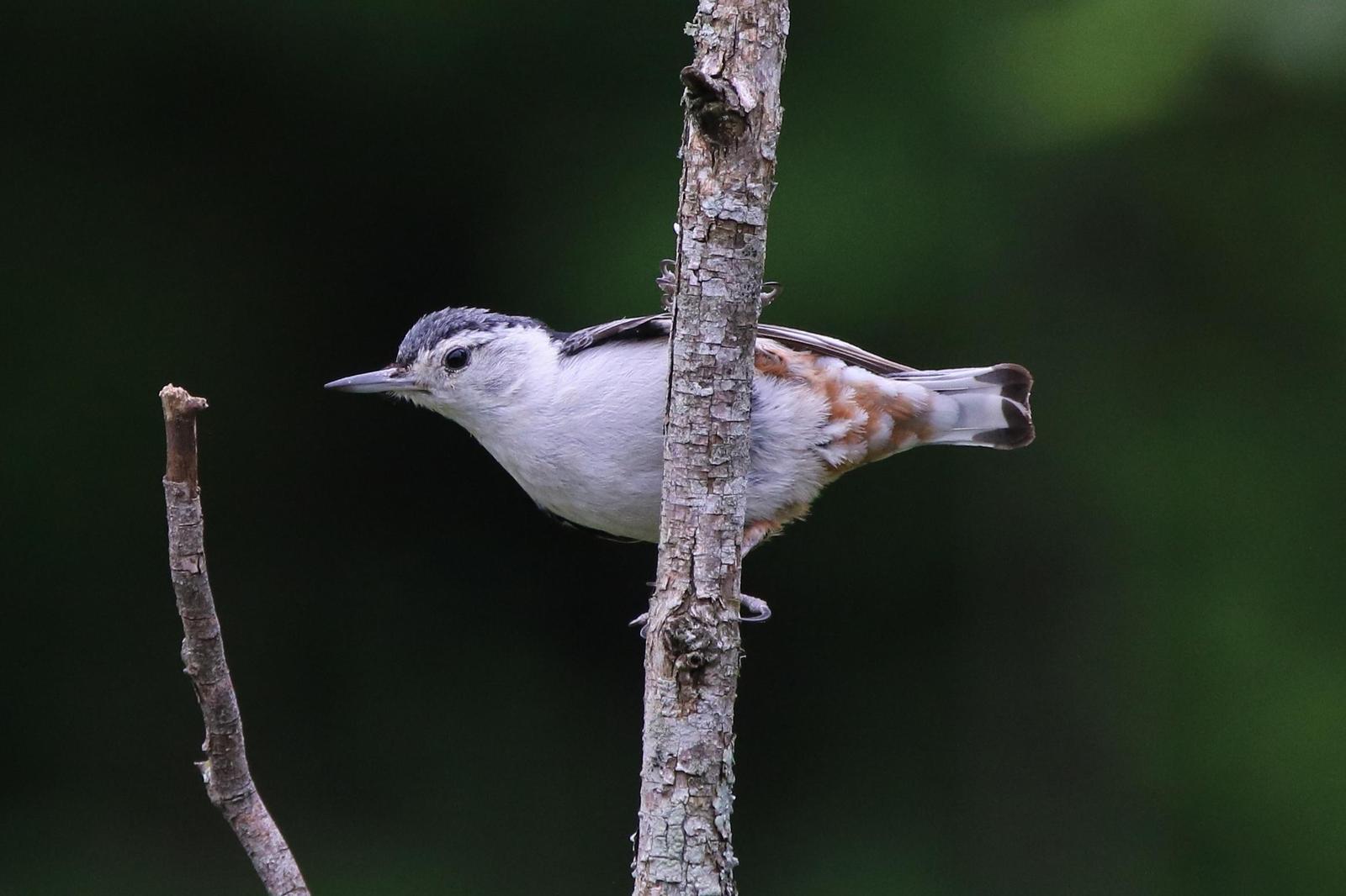 White-breasted Nuthatch Photo by Kristy Baker