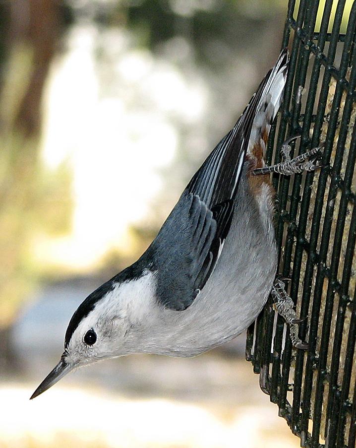 White-breasted Nuthatch Photo by Robert Behrstock