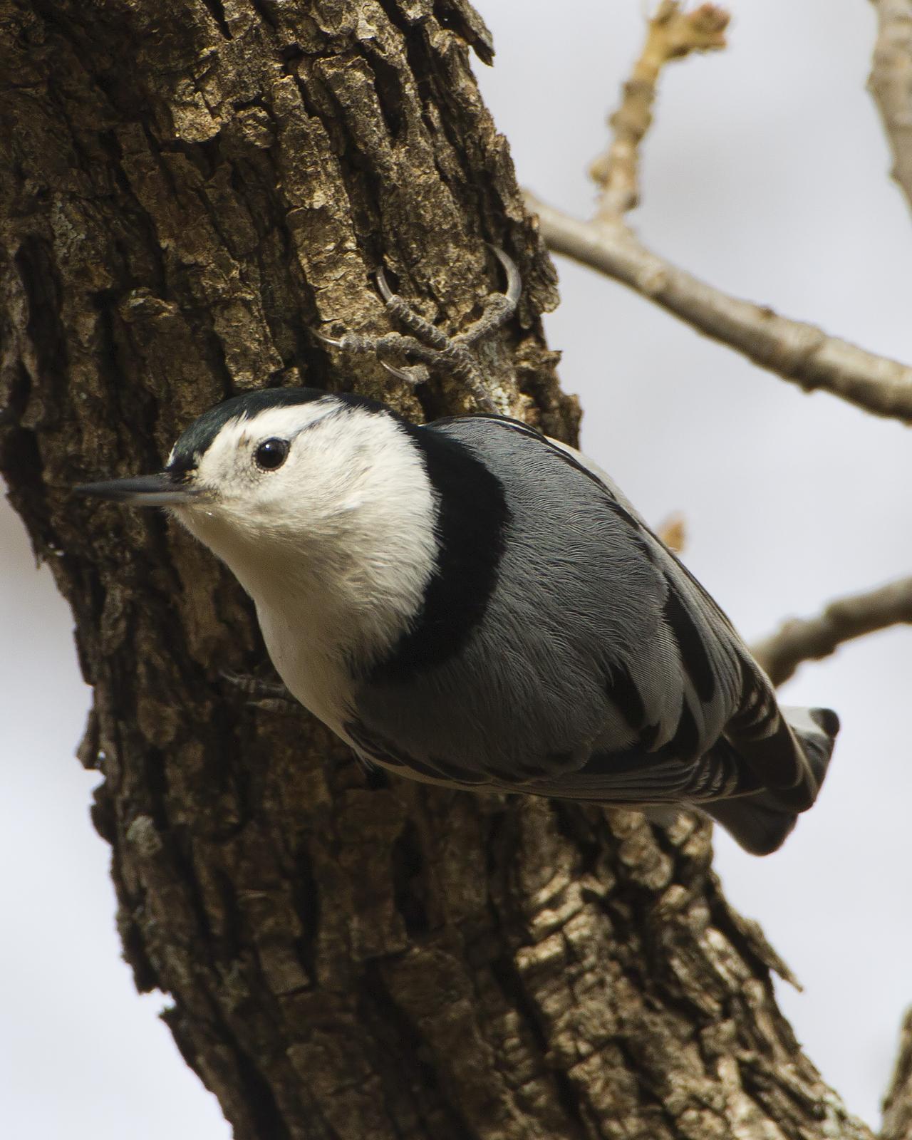 White-breasted Nuthatch Photo by Bill Adams