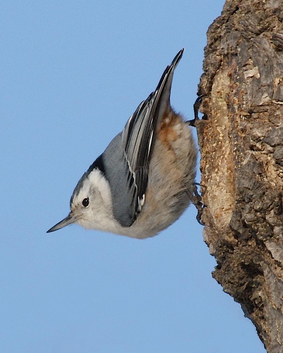 White-breasted Nuthatch Photo by Gerald Hoekstra
