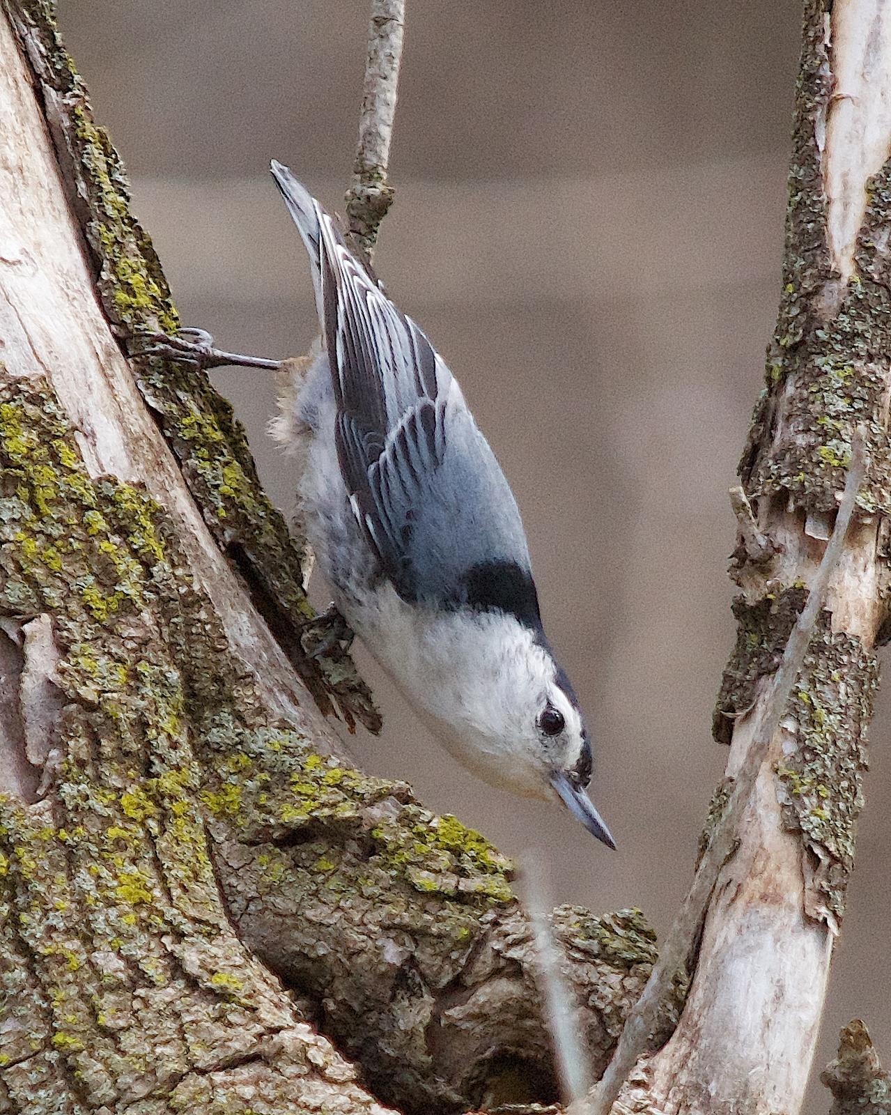 White-breasted Nuthatch Photo by Gerald Hoekstra