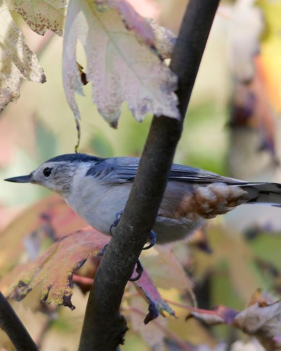 White-breasted Nuthatch Photo by Denis Rivard