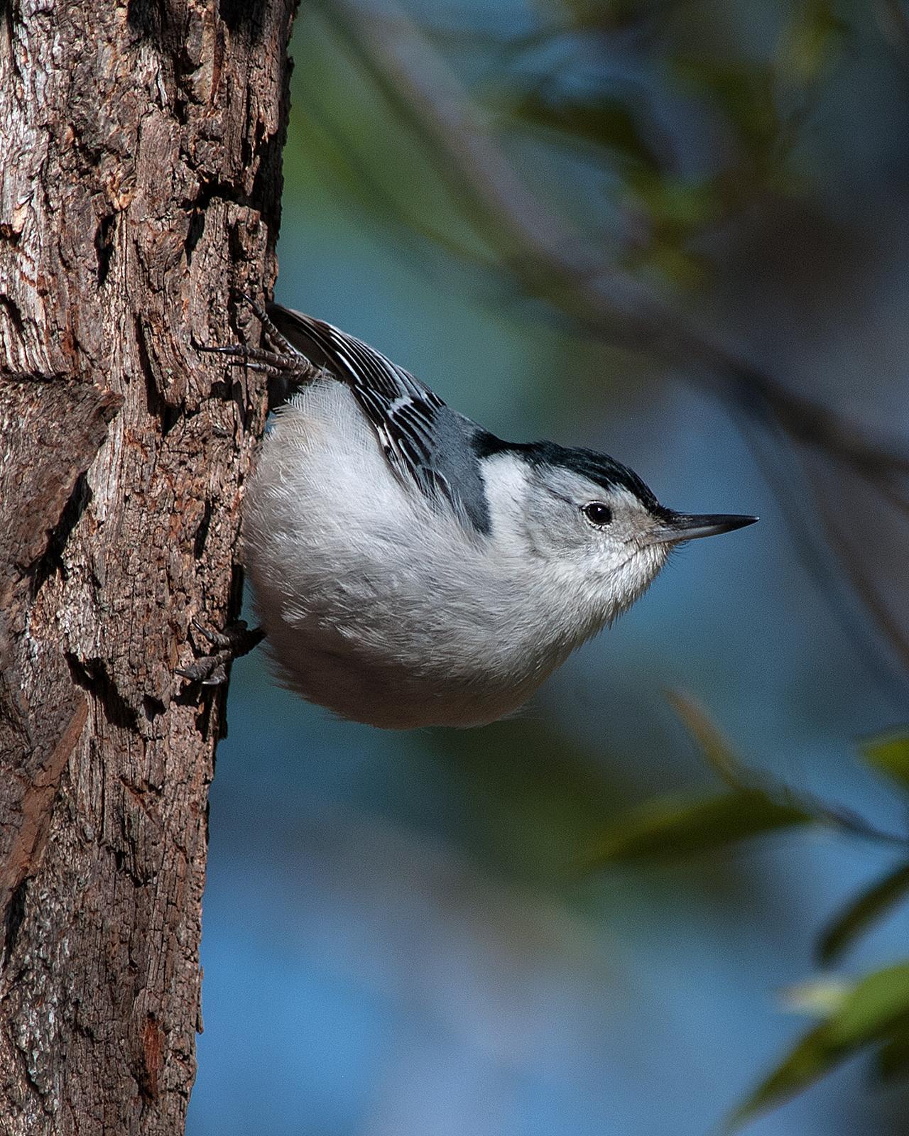 White-breasted Nuthatch Photo by Mark Blassage