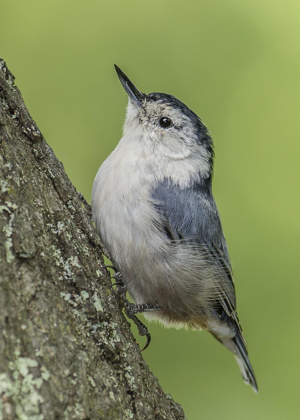 White-breasted Nuthatch Photo by Mason Rose