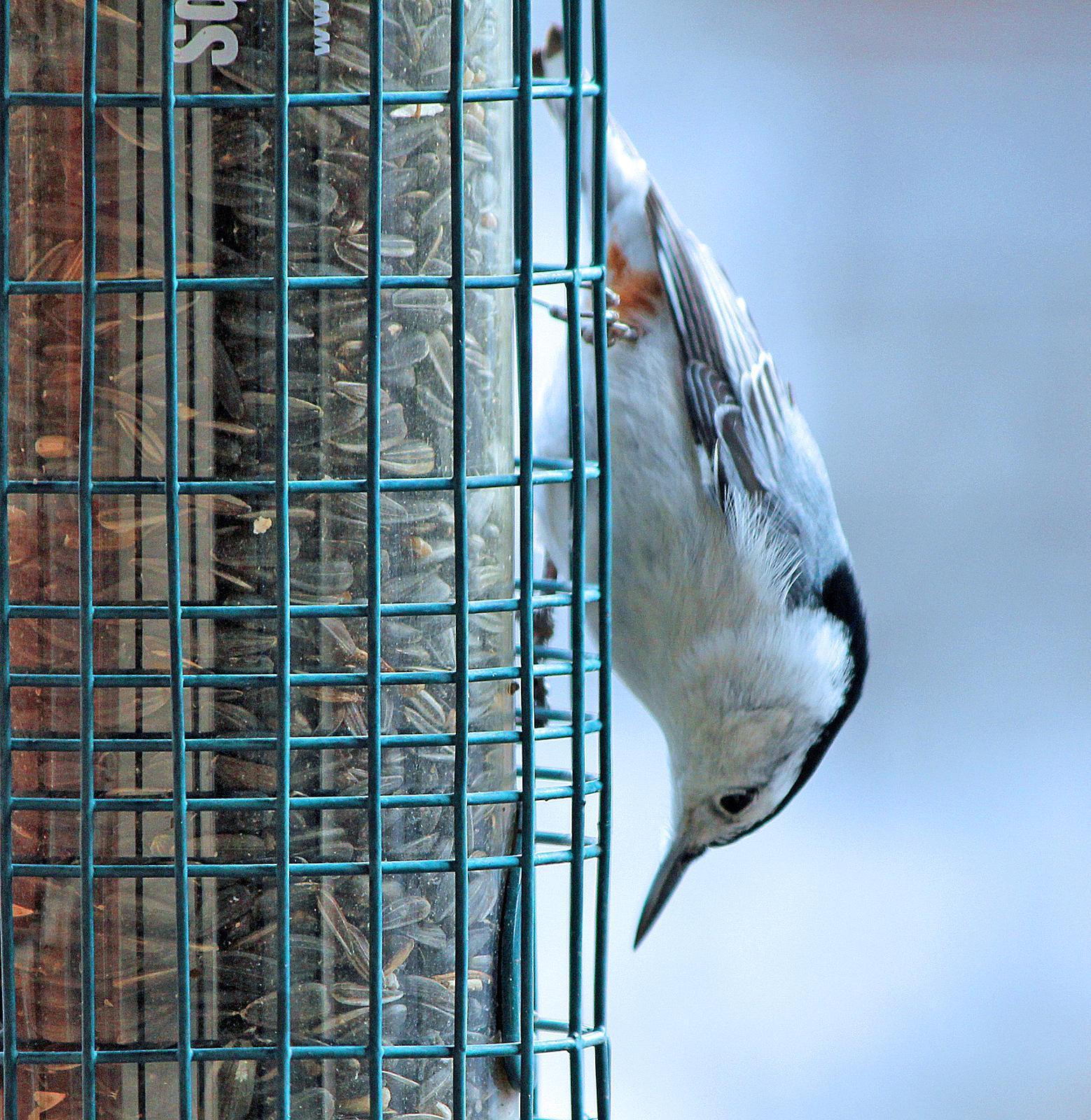 White-breasted Nuthatch Photo by Tom Gannon