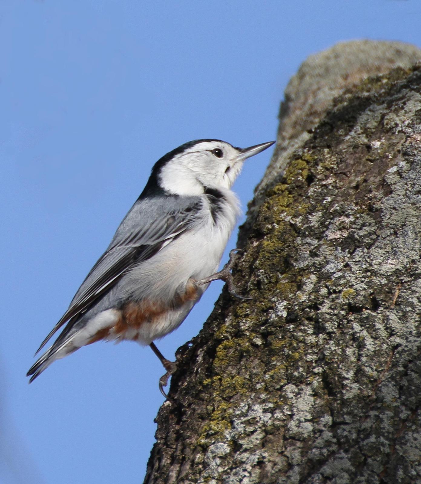 White-breasted Nuthatch Photo by Andrew Theus
