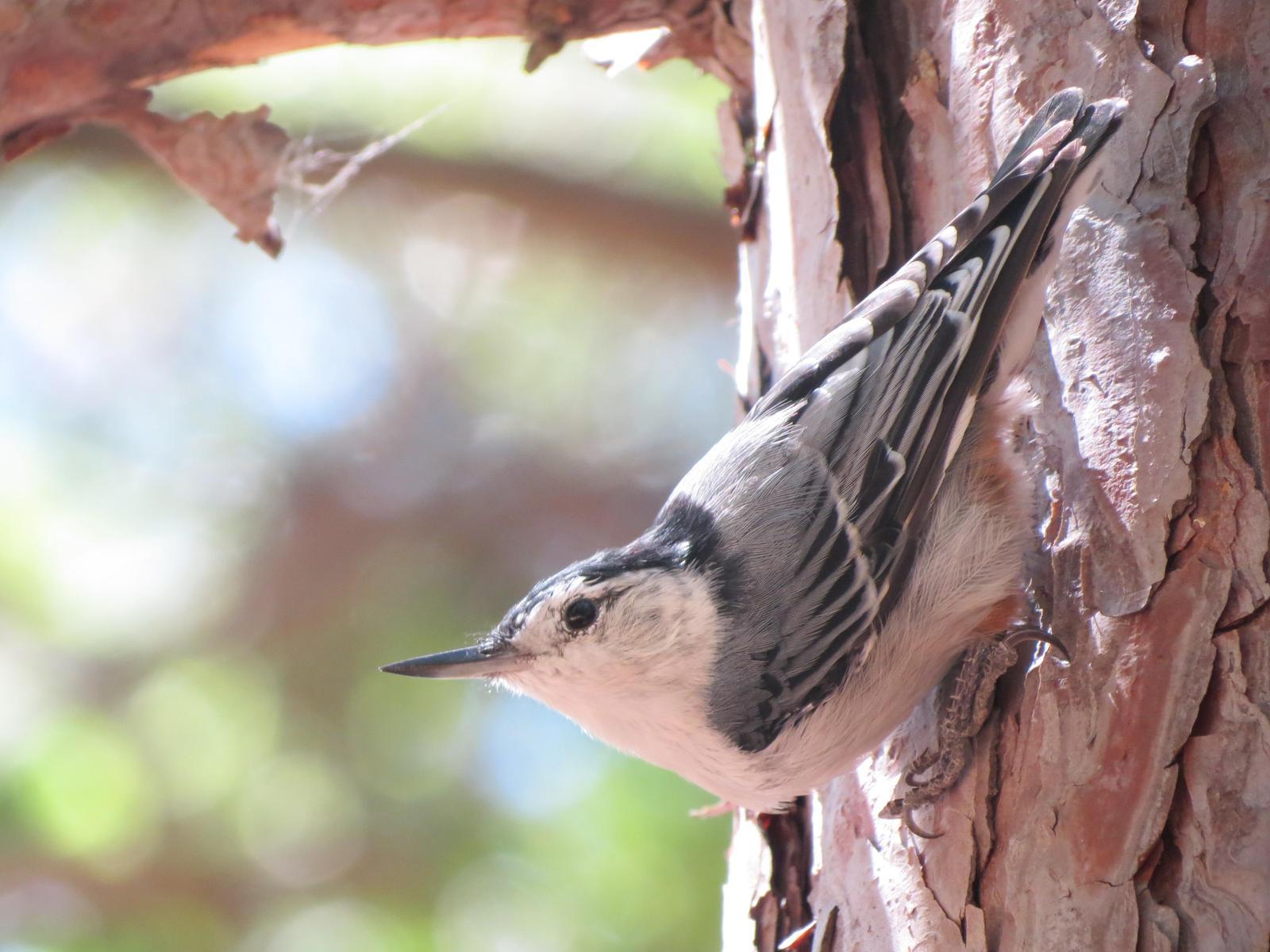 White-breasted Nuthatch Photo by Nolan Keyes
