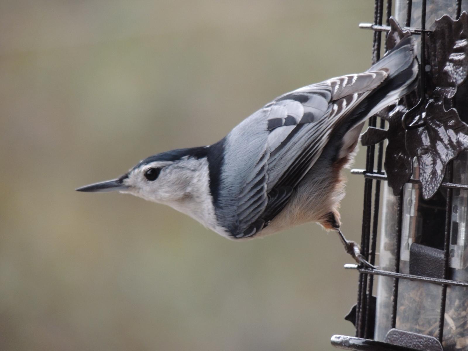 White-breasted Nuthatch Photo by Tony Heindel