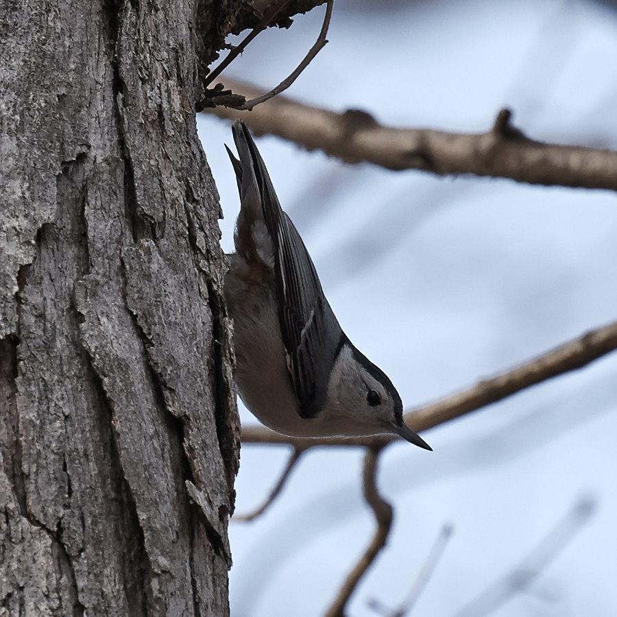 White-breasted Nuthatch Photo by Eric Eisenstadt