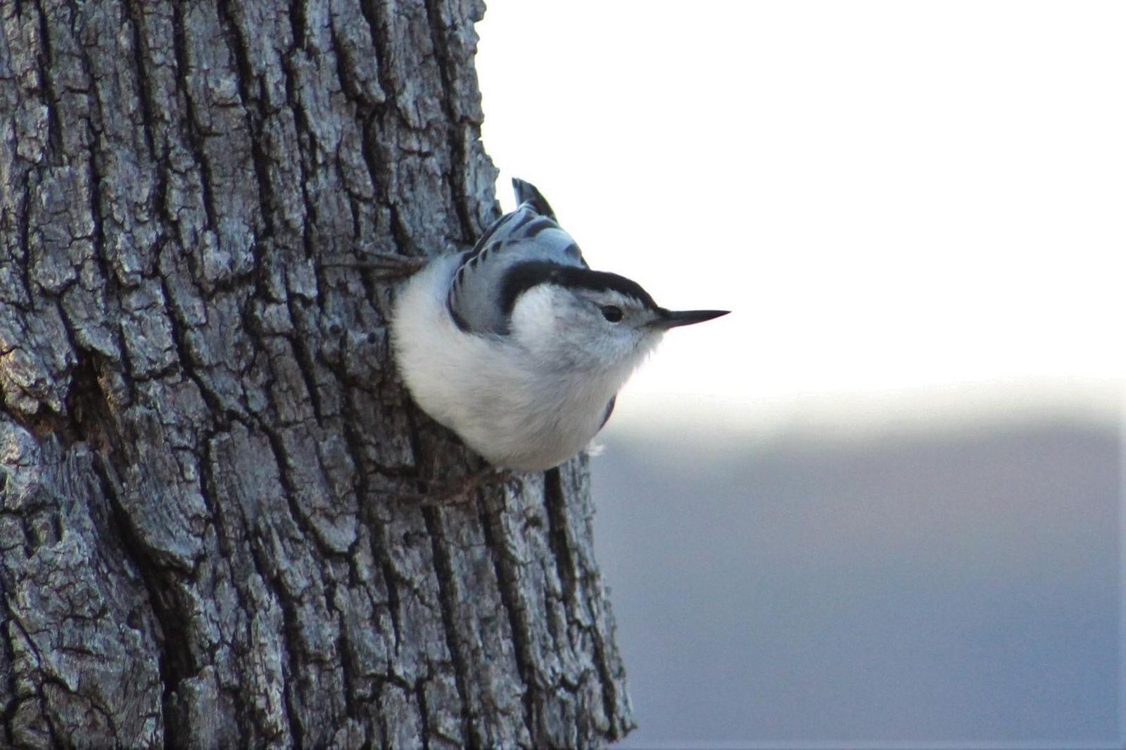 White-breasted Nuthatch Photo by Tony Heindel