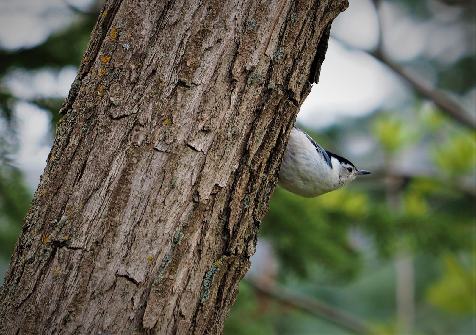 White-breasted Nuthatch Photo by Colin Hill