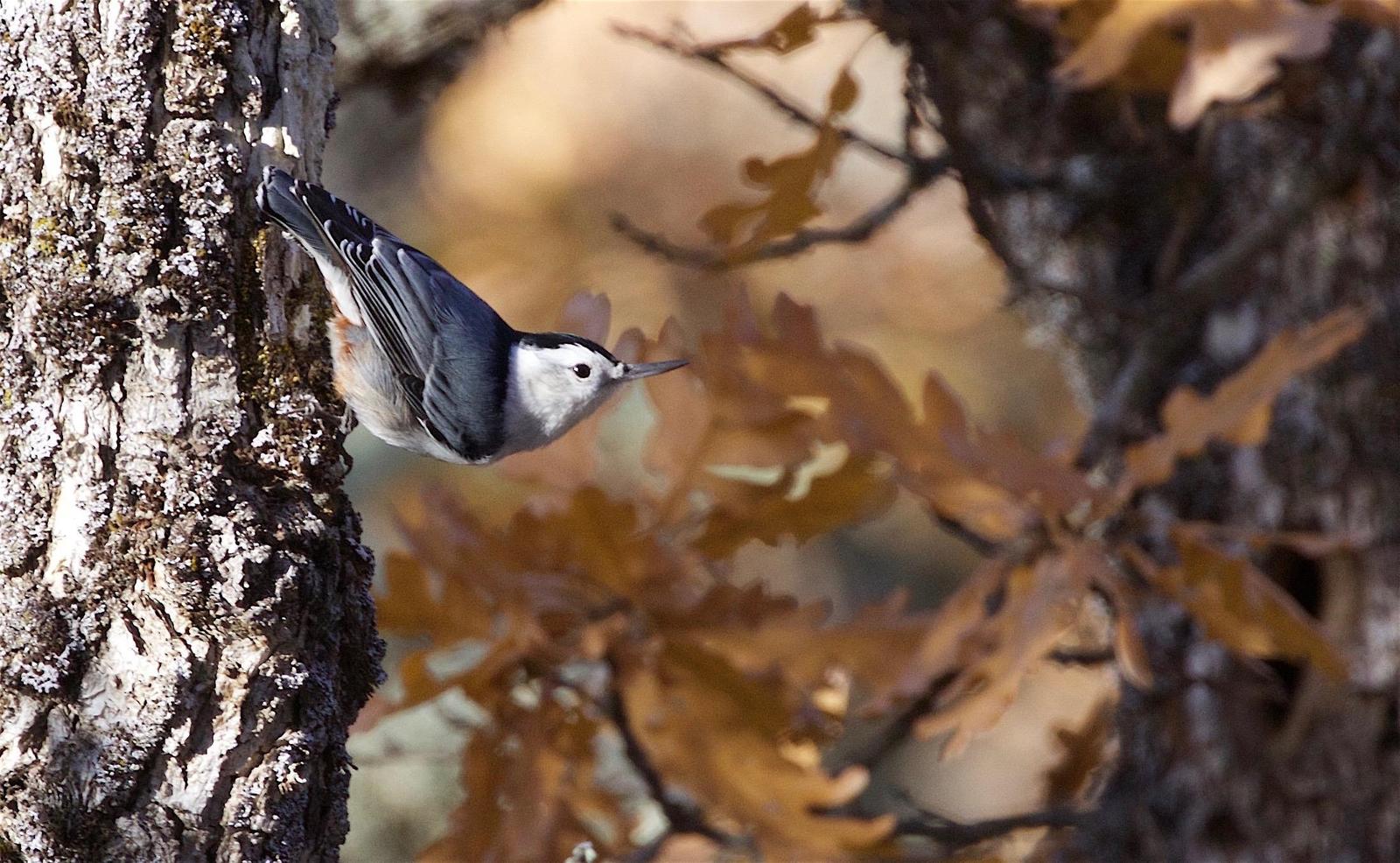 White-breasted Nuthatch Photo by Kathryn Keith