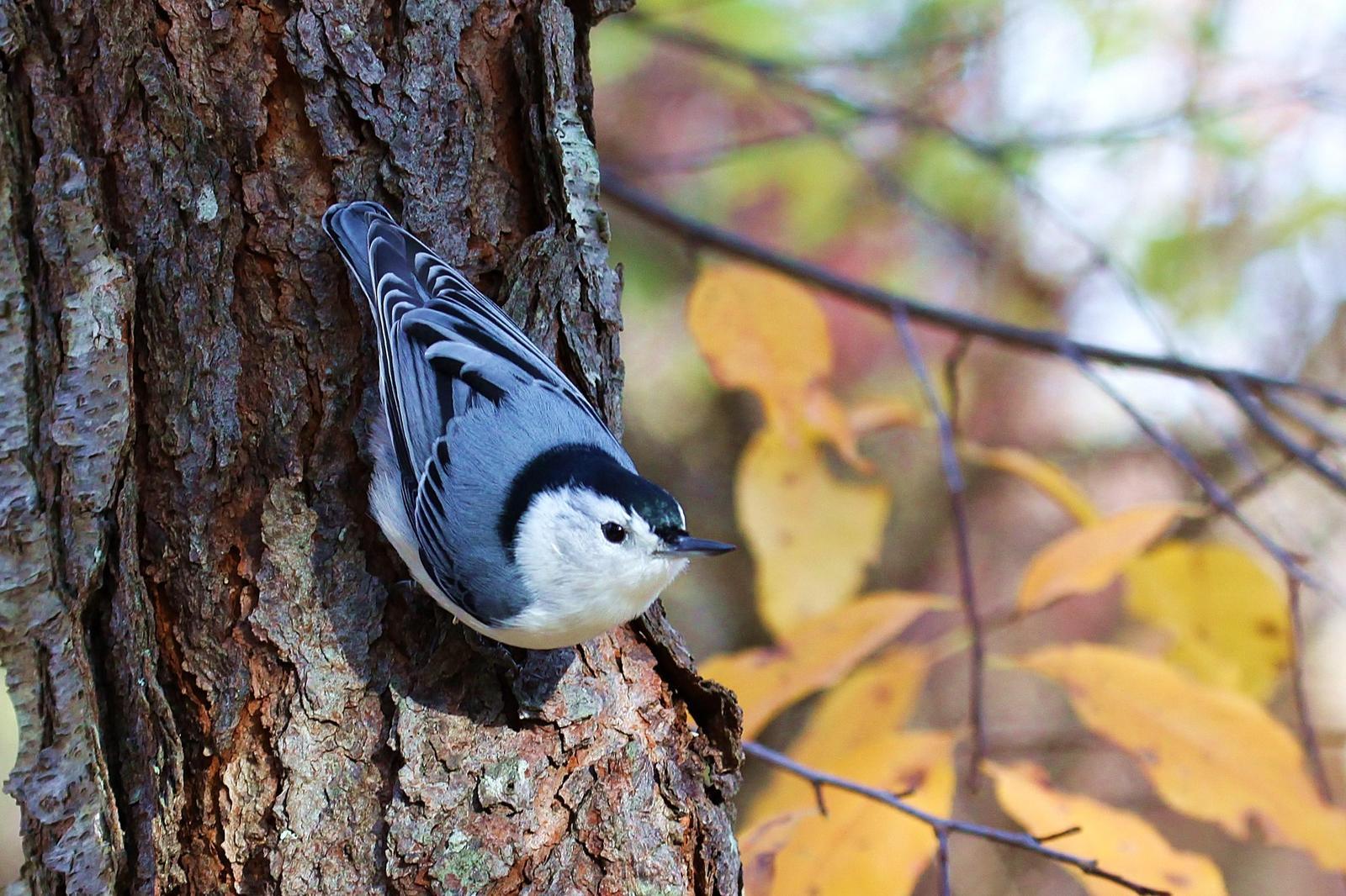 White-breasted Nuthatch Photo by Matthew McCluskey