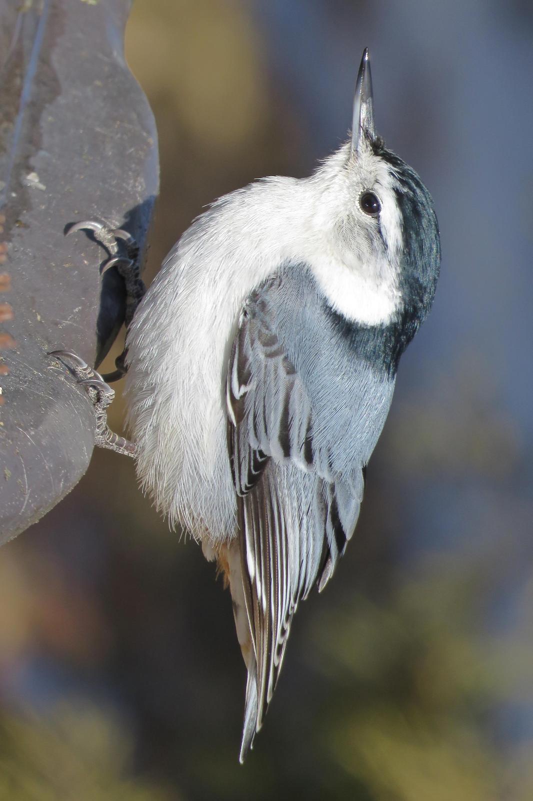 White-breasted Nuthatch Photo by Bob Neugebauer