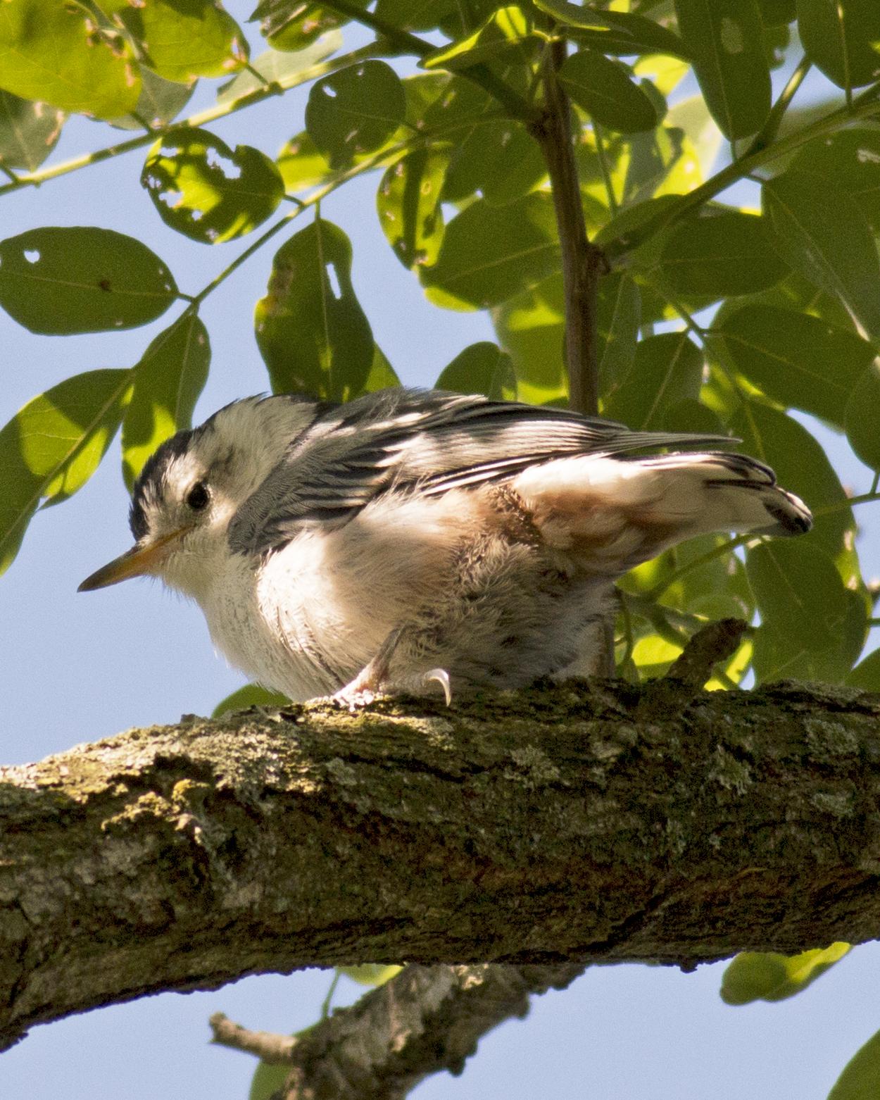 White-breasted Nuthatch Photo by Joshua Jones