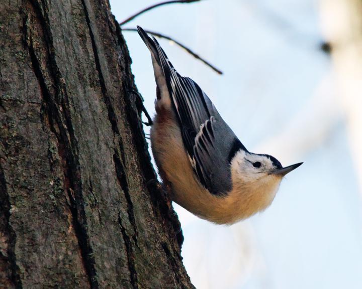 White-breasted Nuthatch Photo by Jean-Pierre LaBrèche