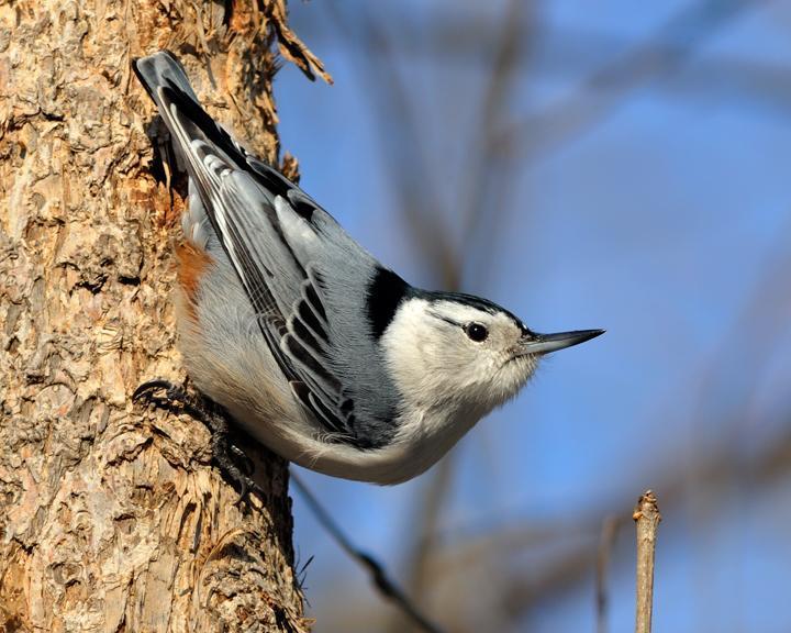 White-breasted Nuthatch Photo by Jean-Pierre LaBrèche
