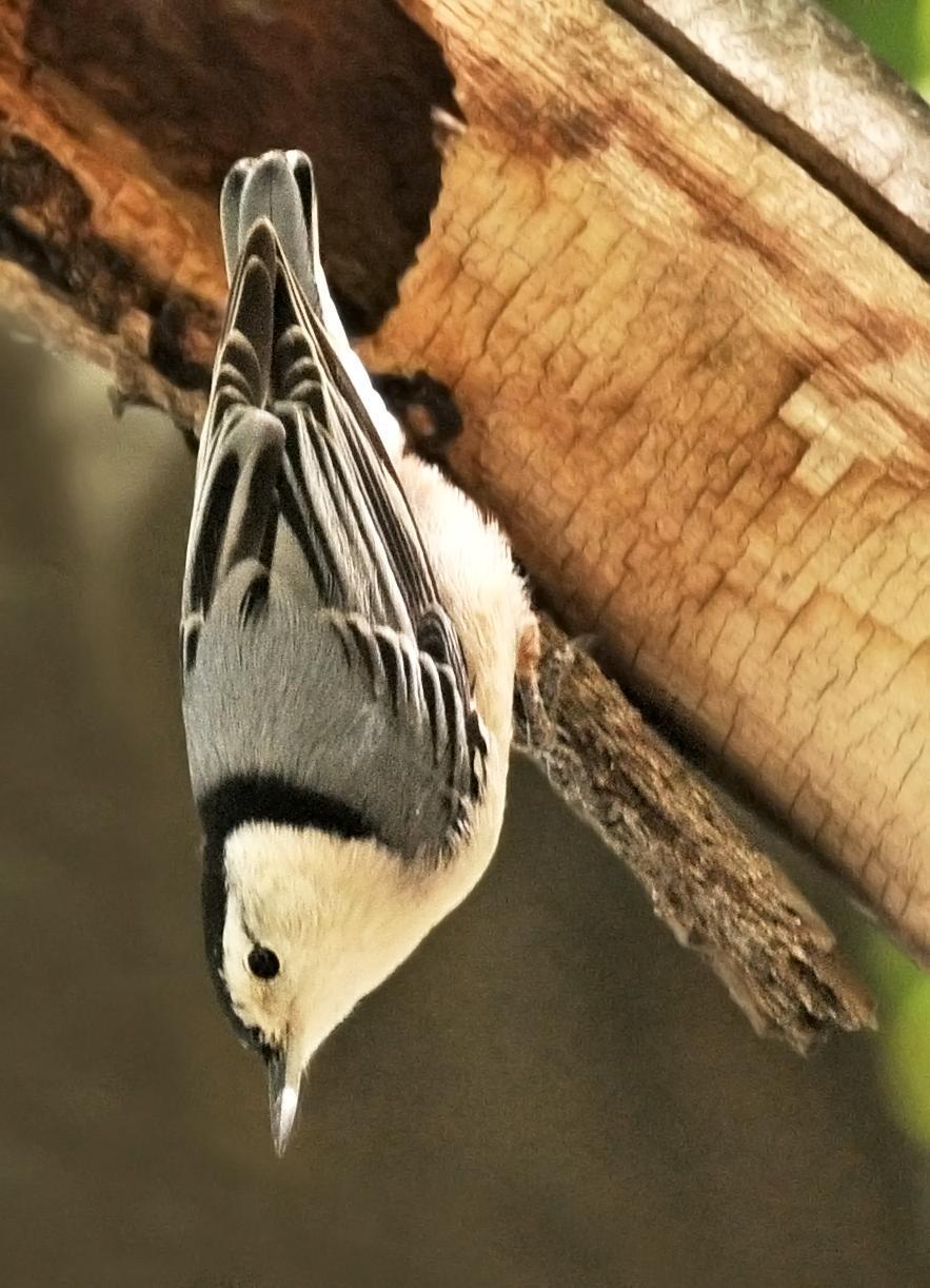 White-breasted Nuthatch (Eastern) Photo by Steven Mlodinow