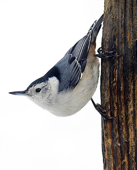 White-breasted Nuthatch (Eastern) Photo by Dan Tallman