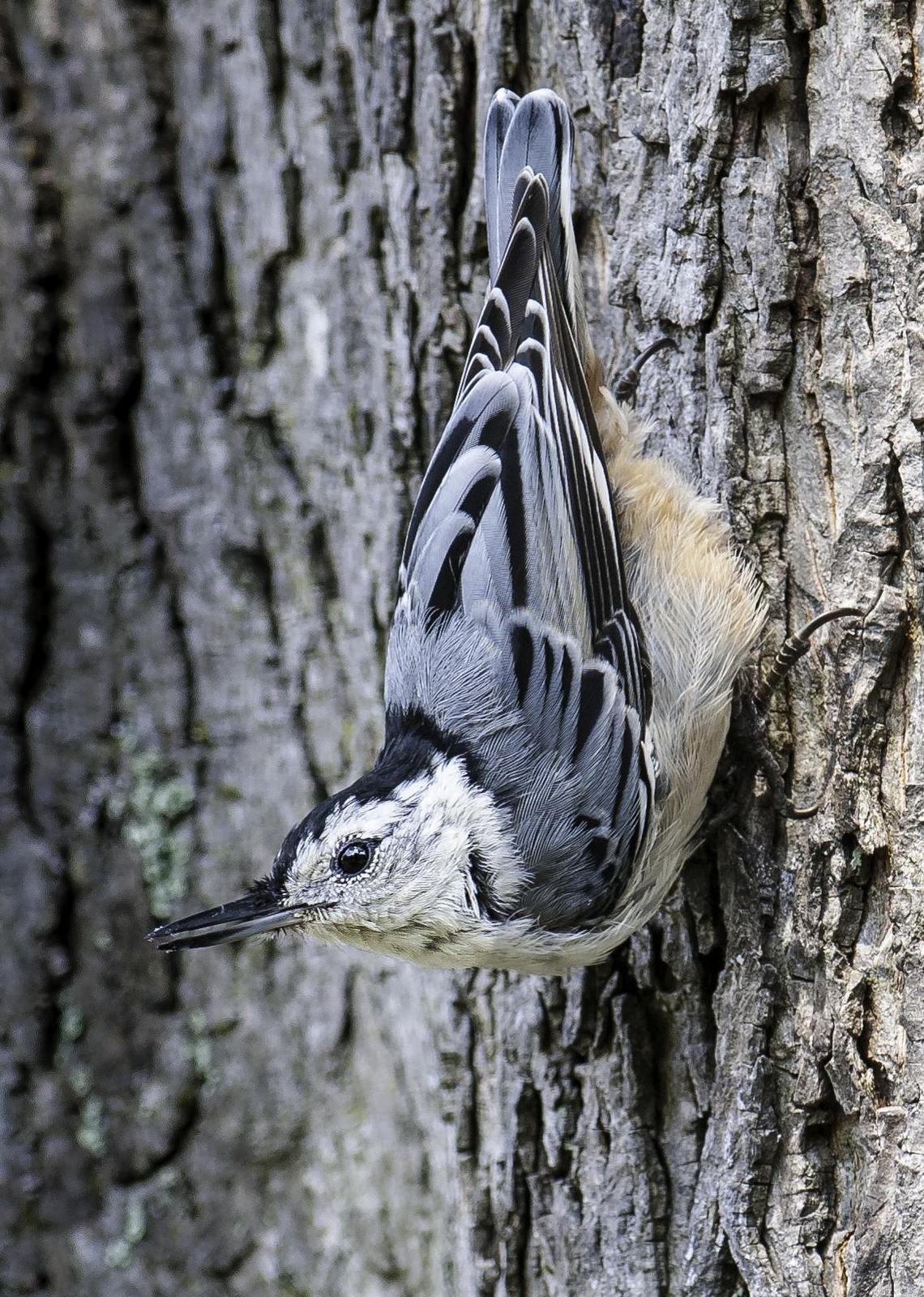 White-breasted Nuthatch (Eastern) Photo by Mason Rose