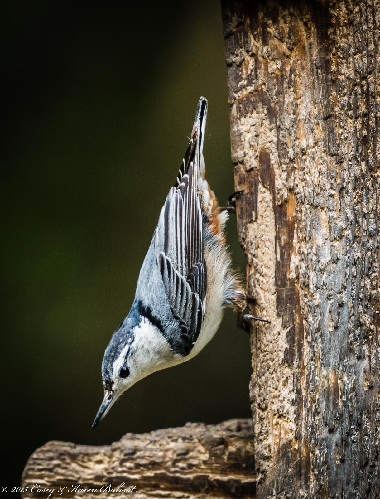 White-breasted Nuthatch (Eastern) Photo by Casey Balvert