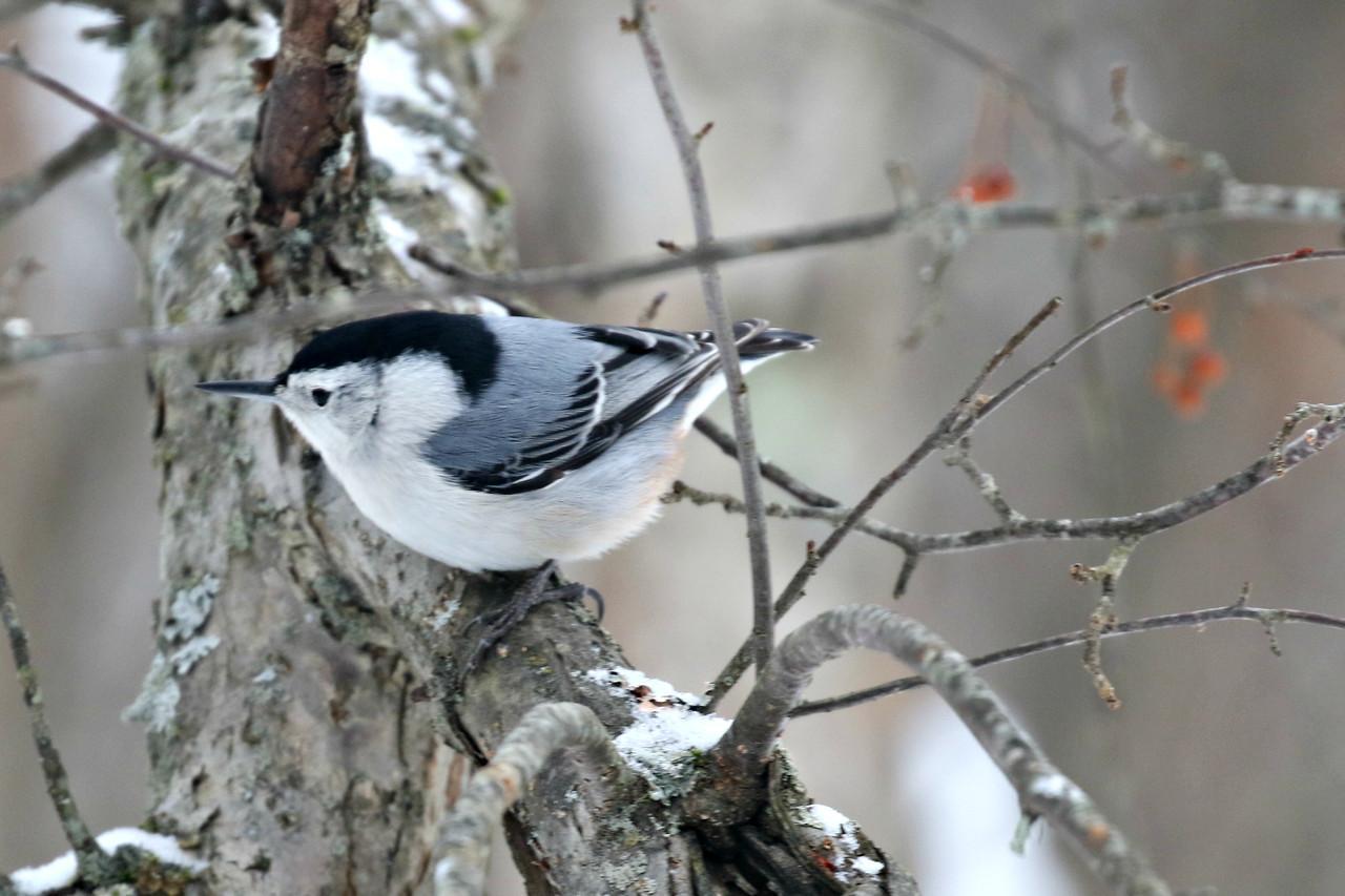 White-breasted Nuthatch (Eastern) Photo by Ruth Morrissette