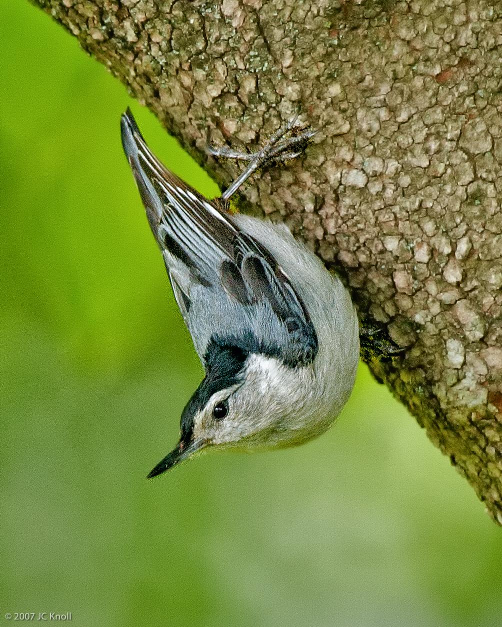 White-breasted Nuthatch (Eastern) Photo by JC Knoll