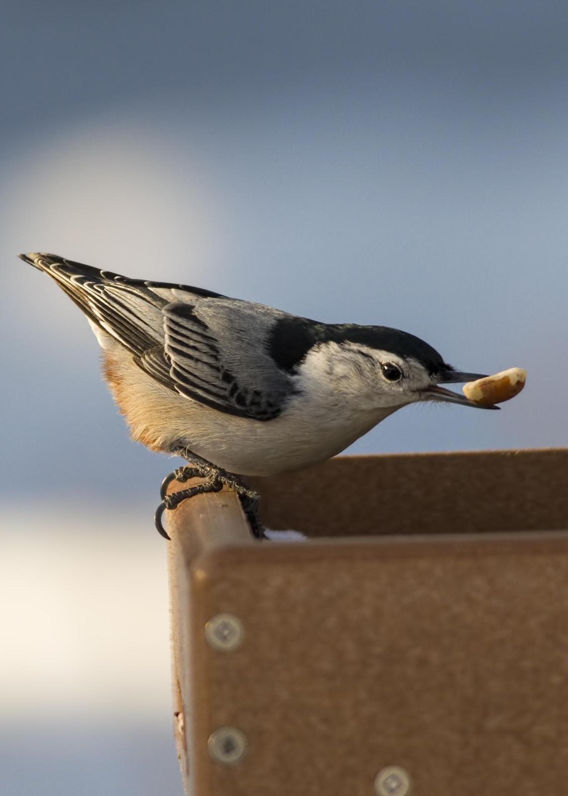 White-breasted Nuthatch (Eastern) Photo by Tracy Patterson