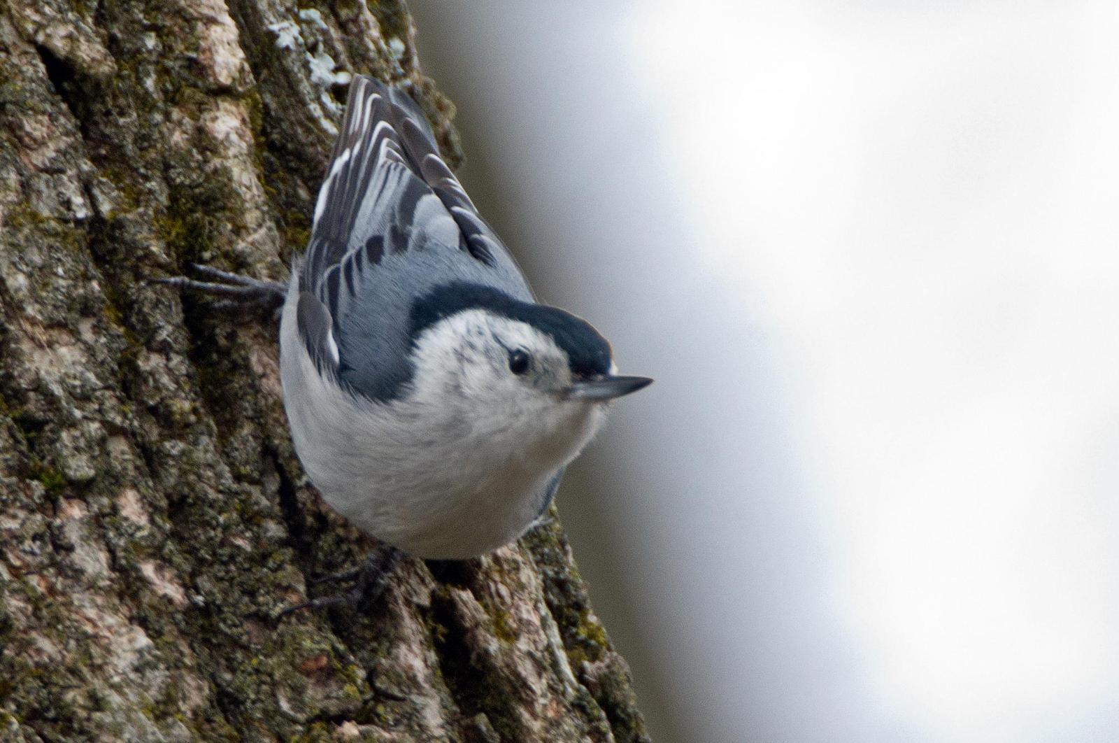 White-breasted Nuthatch (Eastern) Photo by Rob Dickerson