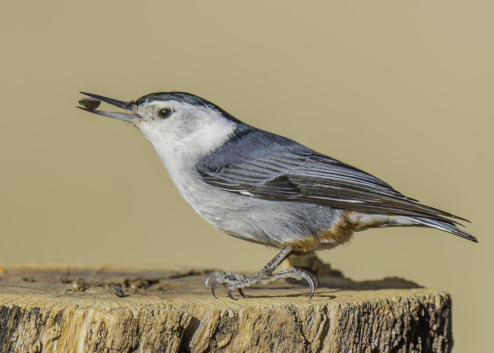 White-breasted Nuthatch (Eastern) Photo by Mason Rose