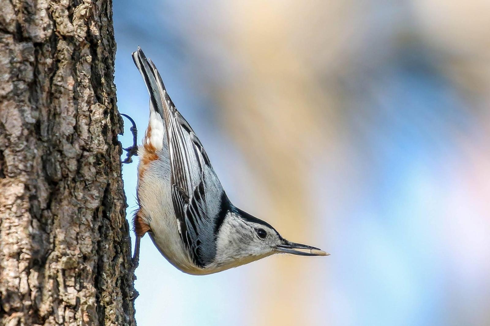 White-breasted Nuthatch (Eastern) Photo by Terry Campbell