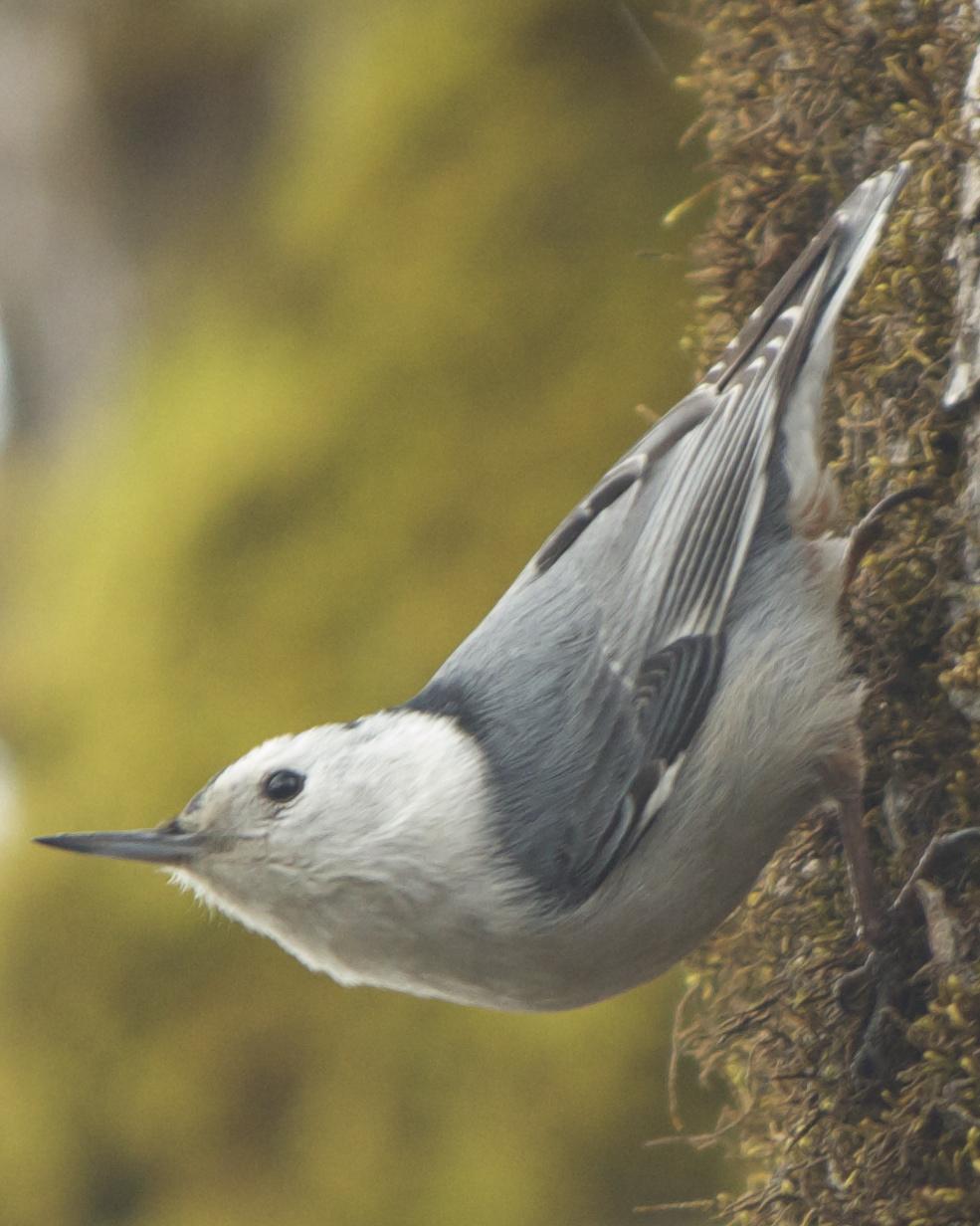 White-breasted Nuthatch (Pacific) Photo by Mark Baldwin