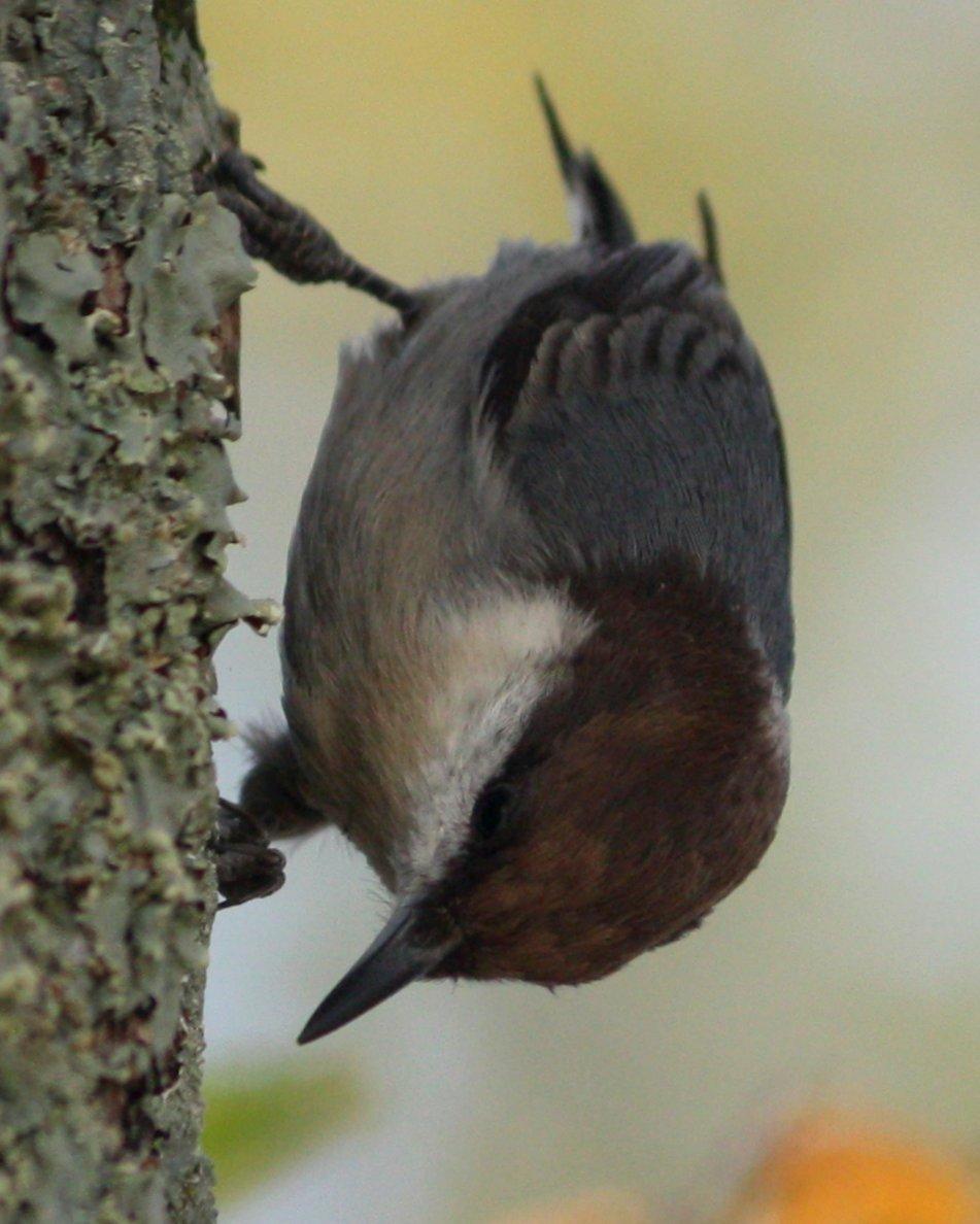 Brown-headed Nuthatch Photo by Andrew Core