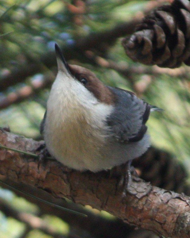 Brown-headed Nuthatch Photo by Andrew Core