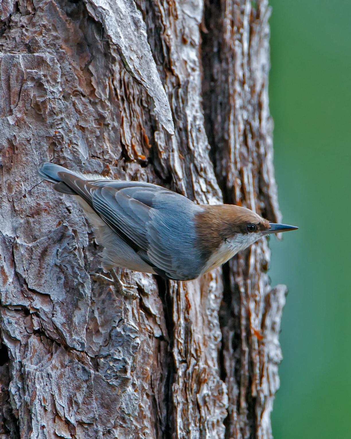 Brown-headed Nuthatch Photo by JC Knoll