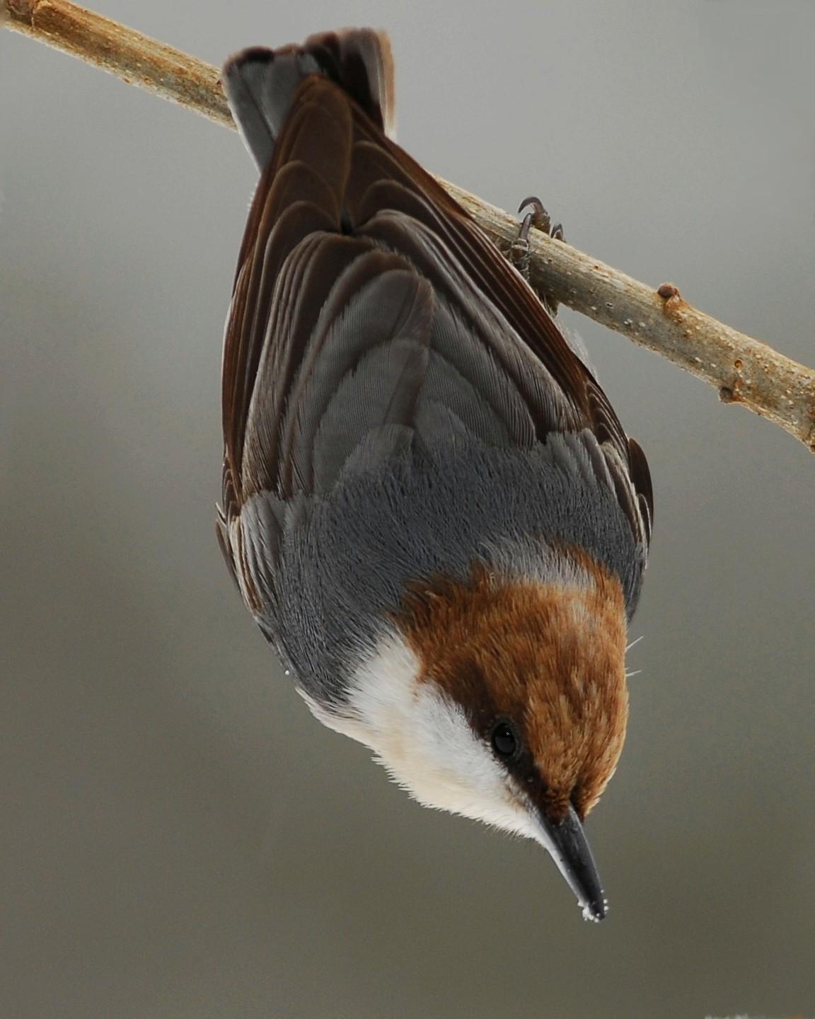Brown-headed Nuthatch Photo by David Hollie