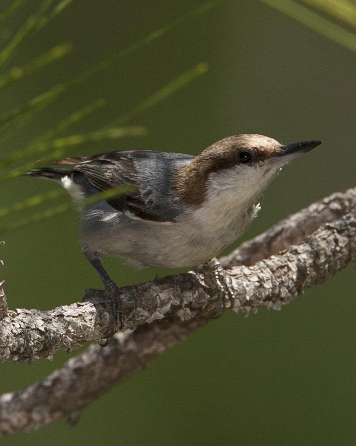 Brown-headed Nuthatch Photo by Jeff Moore