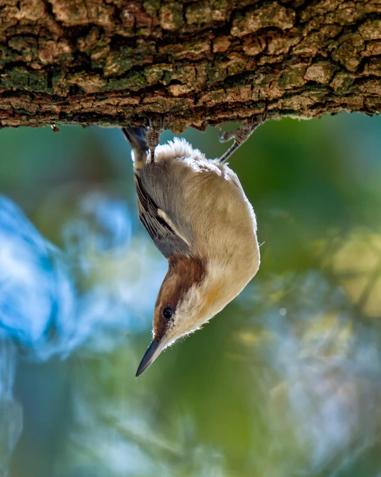 Brown-headed Nuthatch Photo by JC Knoll