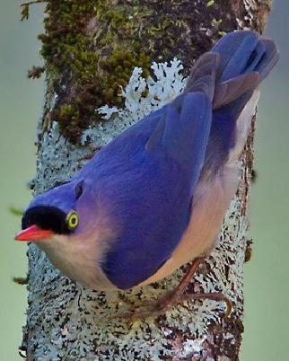 Velvet-fronted Nuthatch Photo by Mike Barth