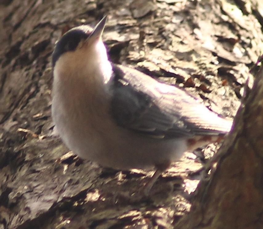 Giant Nuthatch Photo by Lee Harding