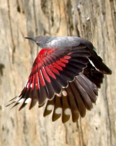 Wallcreeper Photo by Stephen Daly