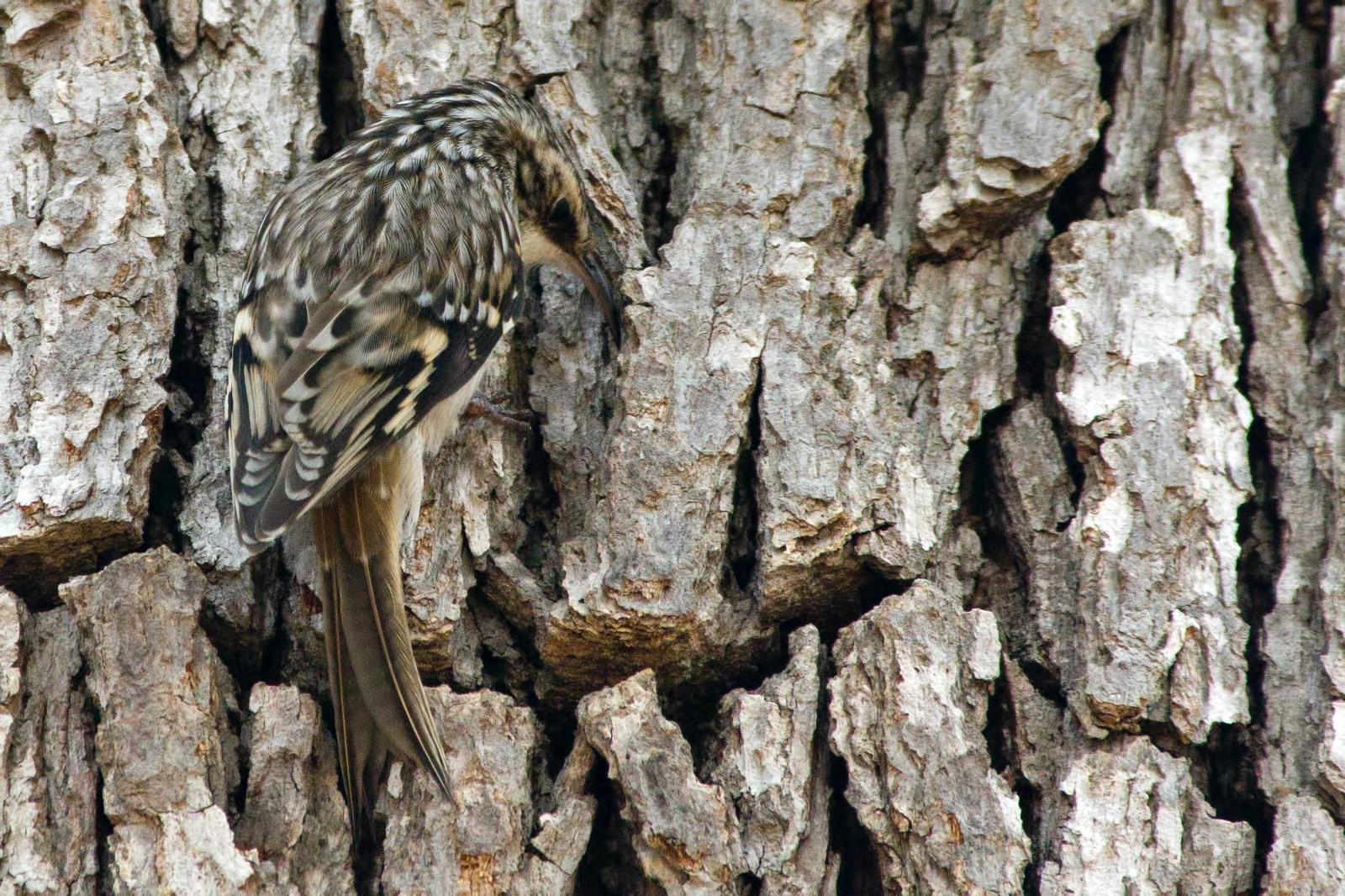 Brown Creeper Photo by Rob Dickerson