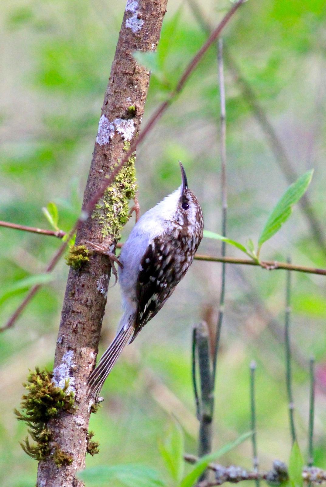Brown Creeper Photo by Kathryn Keith