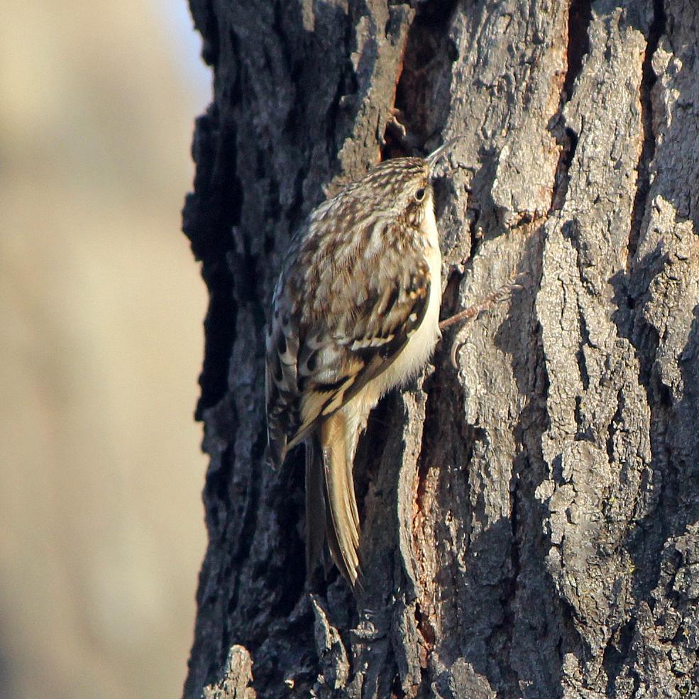 Brown Creeper Photo by Tom Gannon