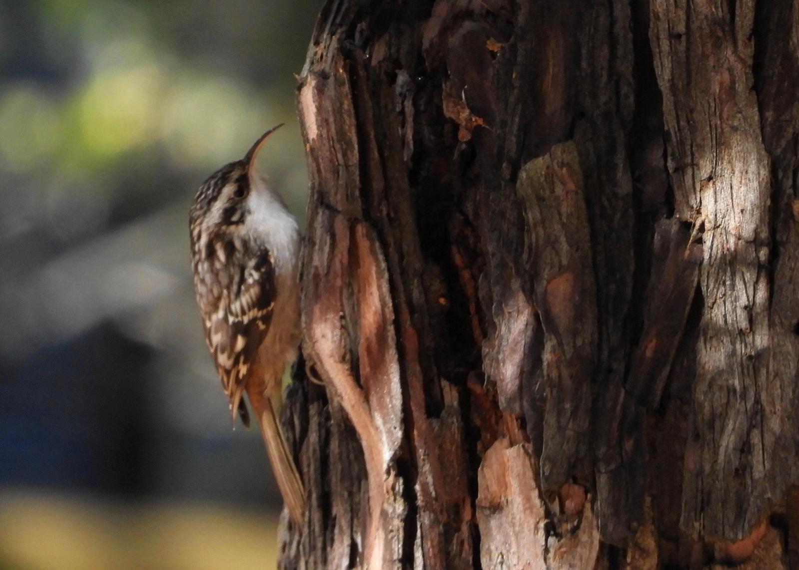 Brown Creeper Photo by Yvonne Burch-Hartley
